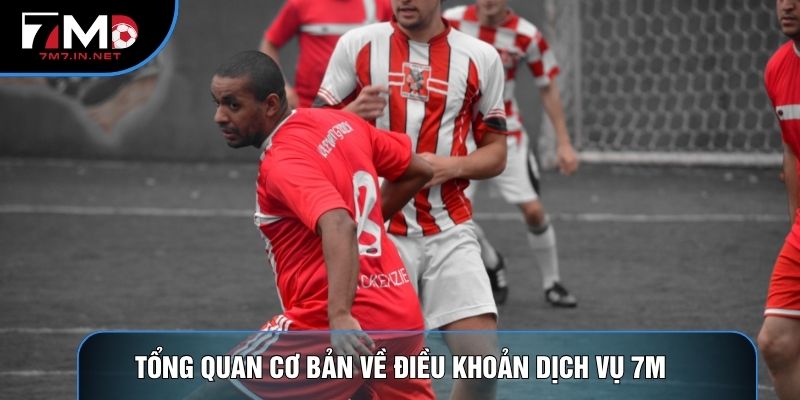 Tổng quan cơ bản về điều khoản dịch vụ 7m